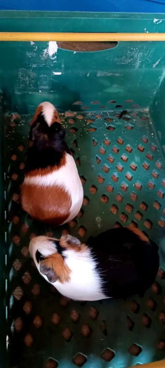 2 guinea pigs - Image 3