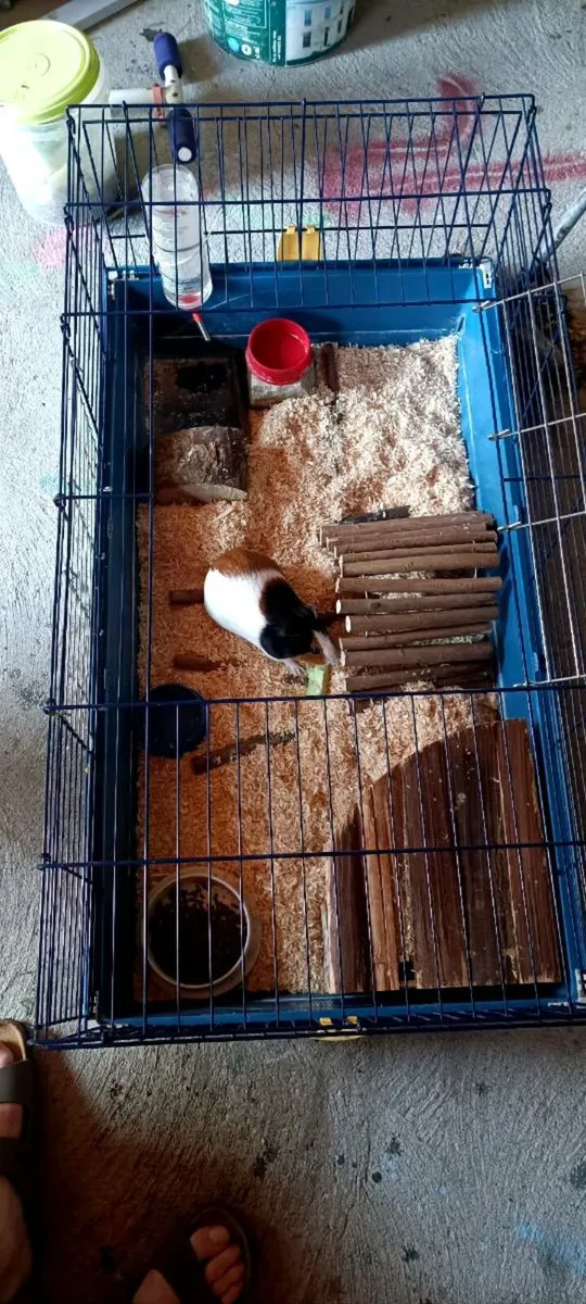 2 guinea pigs - Image 4