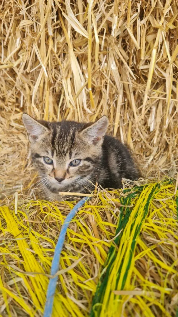 Kittens - Image 2