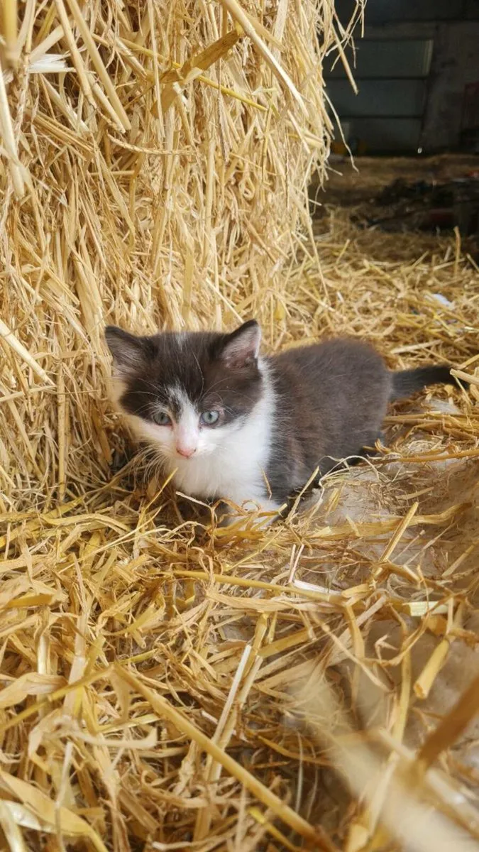 Kittens - Image 3