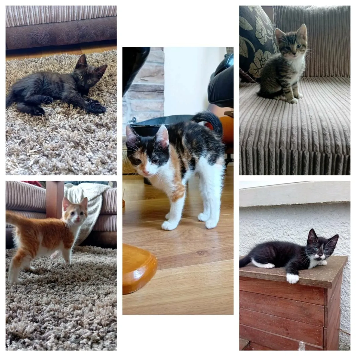 Kittens - Image 1