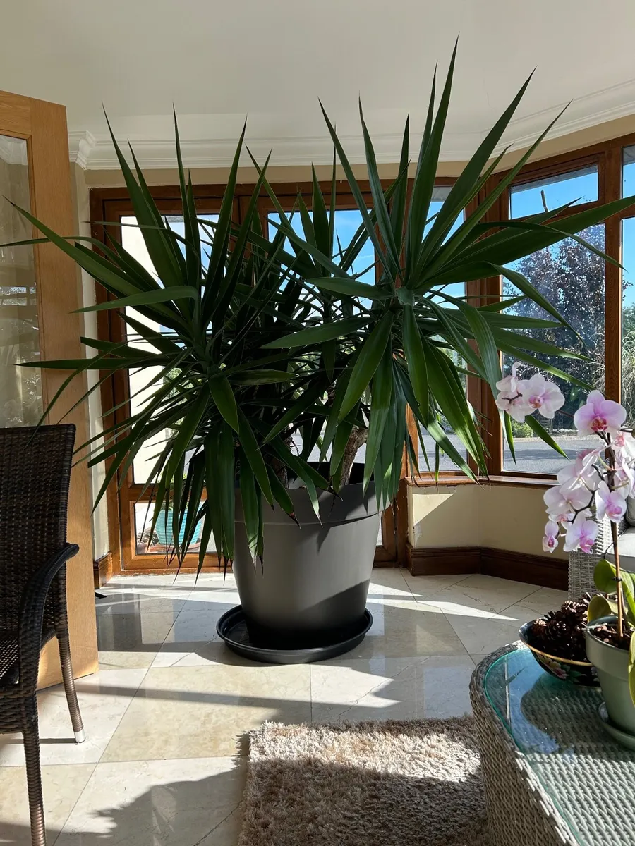 yucca plant - Image 1