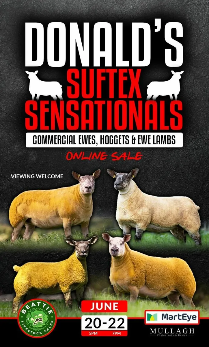 Suftex Senationals - Image 1