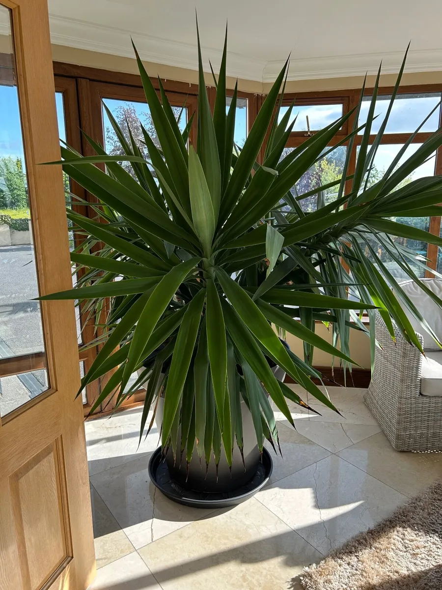 yucca plant - Image 2