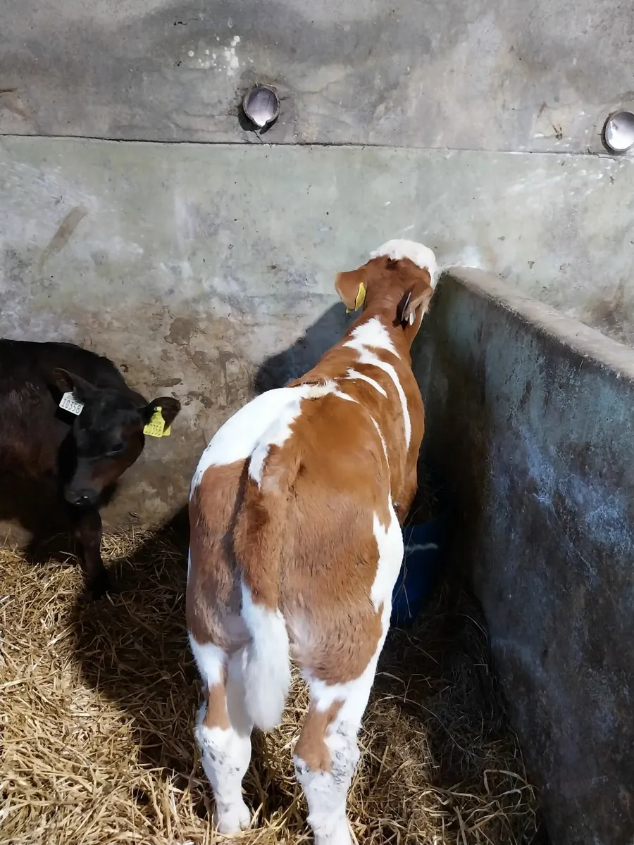 SUPER COW MAKERS - Image 2