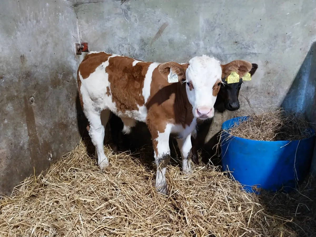 SUPER COW MAKERS - Image 3