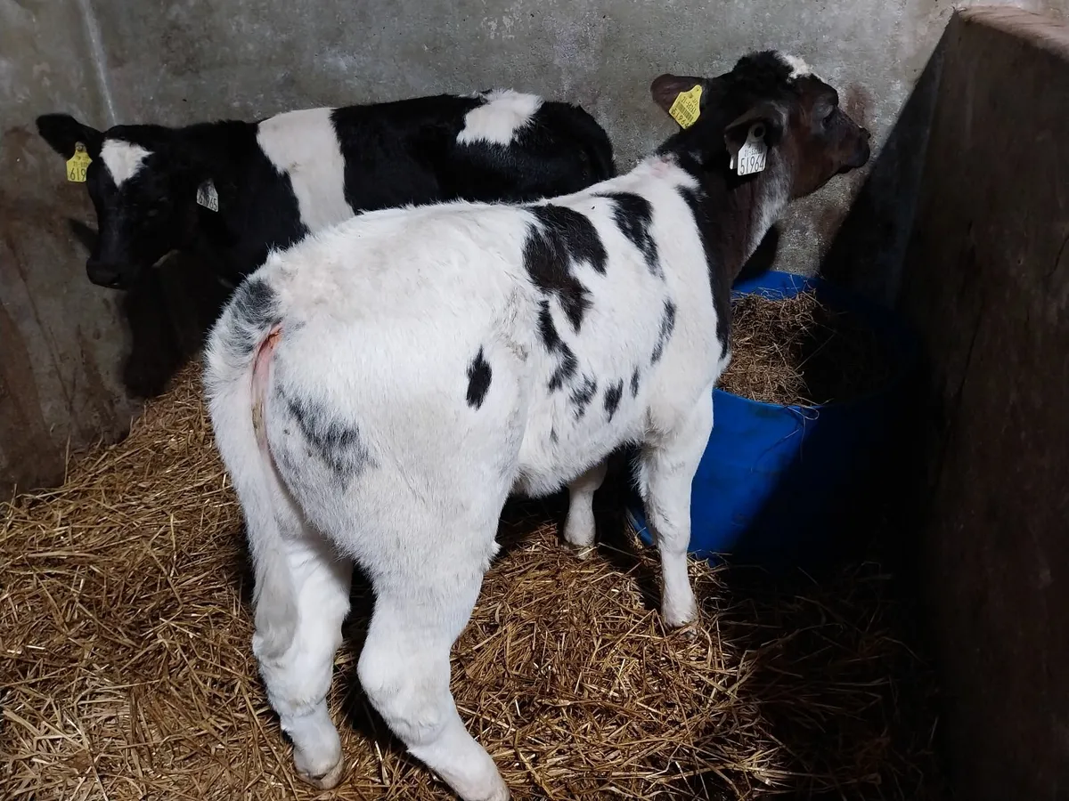 SUPER COW MAKERS - Image 4