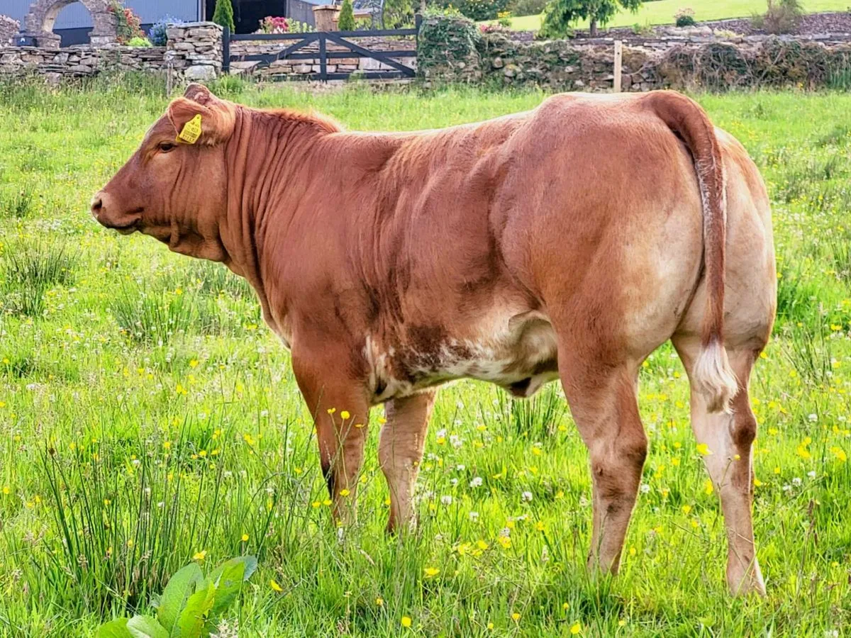 Super Roan Breeding heifer Balla Mart 21/06/25 - Image 1