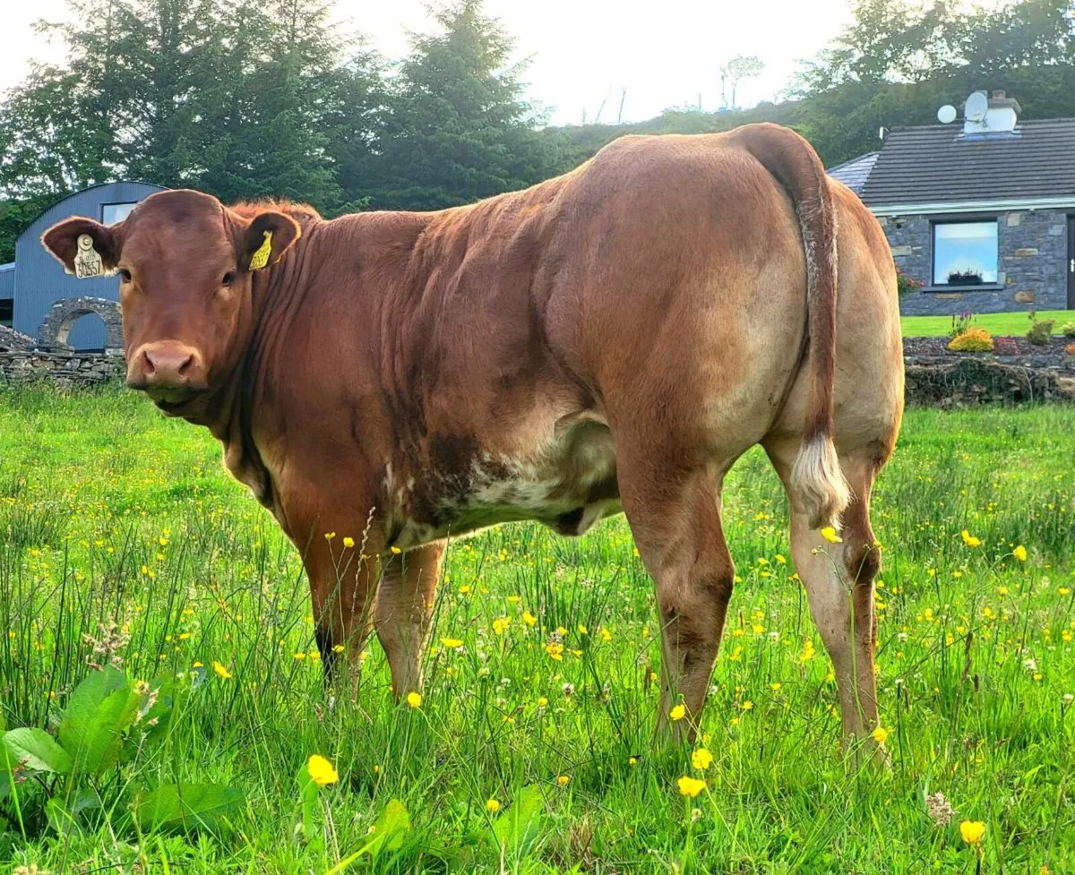 Super Roan Breeding heifer Balla Mart 21/06/25 - Image 3