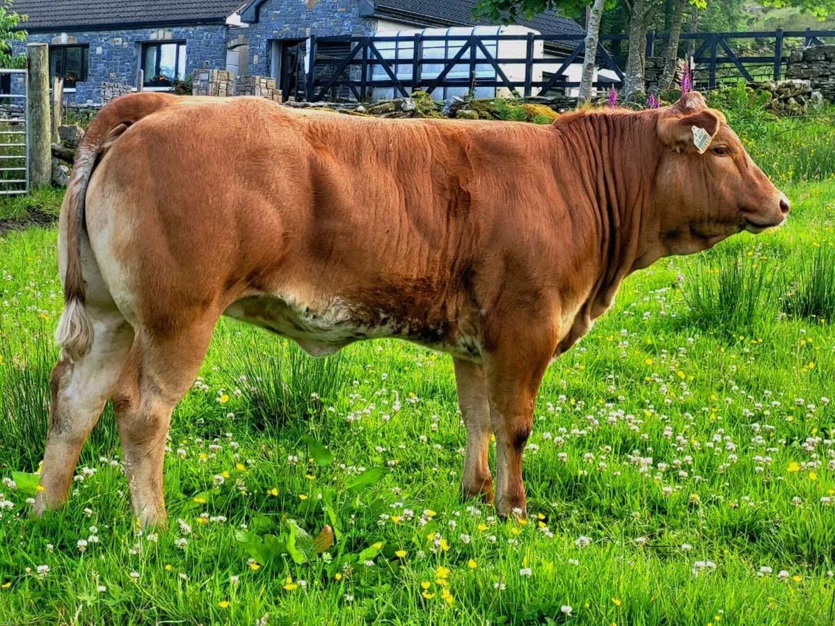 Super Roan Breeding heifer Balla Mart 21/06/25 - Image 4