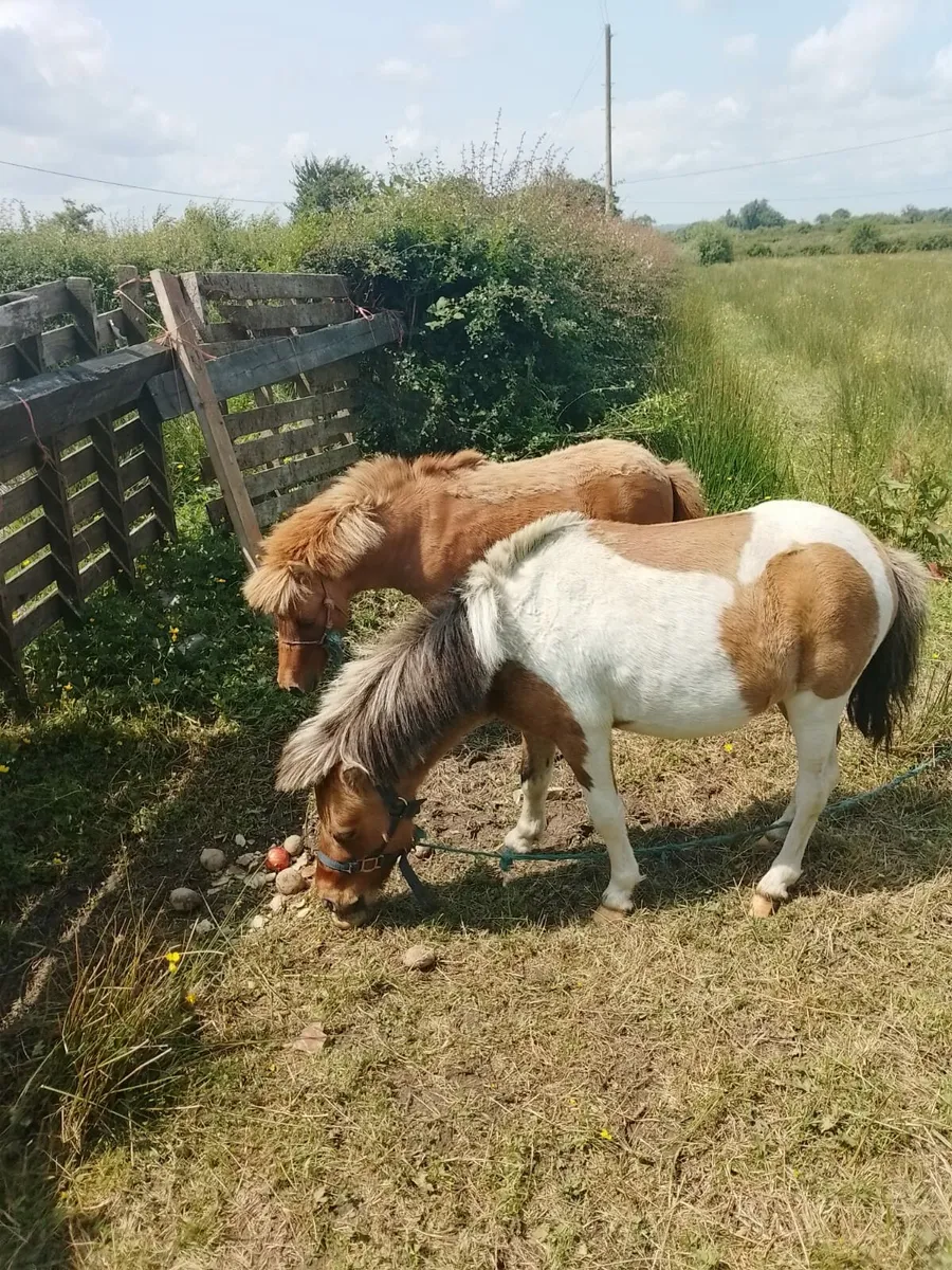 2 year old pony and 2 year old pony