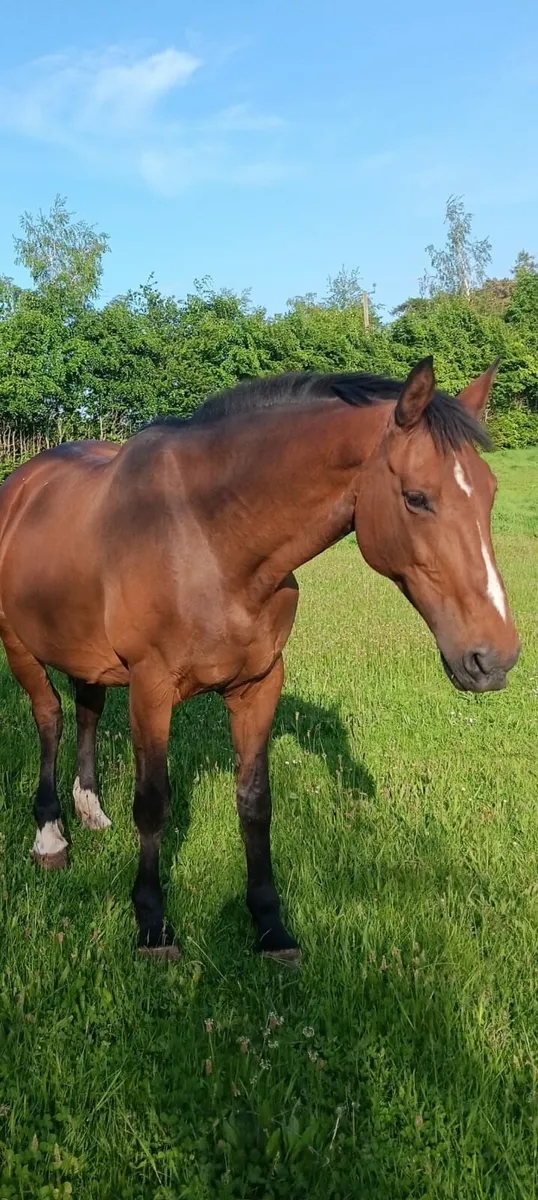 ARS VIVINDI Broodmare - Image 2