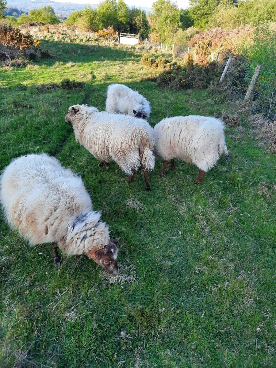 Purebred Shetland Sheep ewes