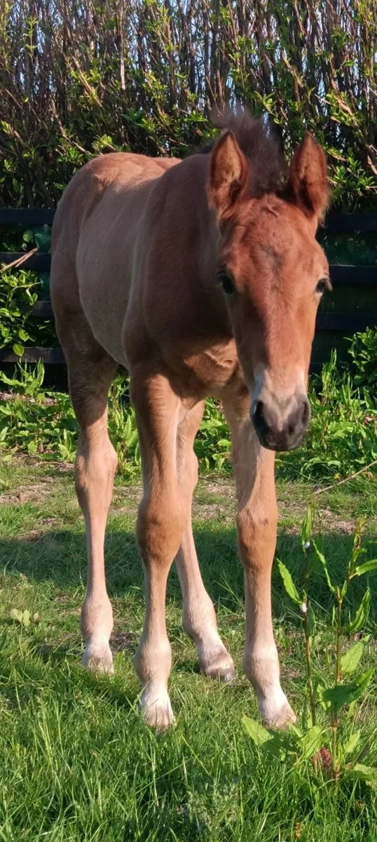 ARS VIVINDI Broodmare - Image 3