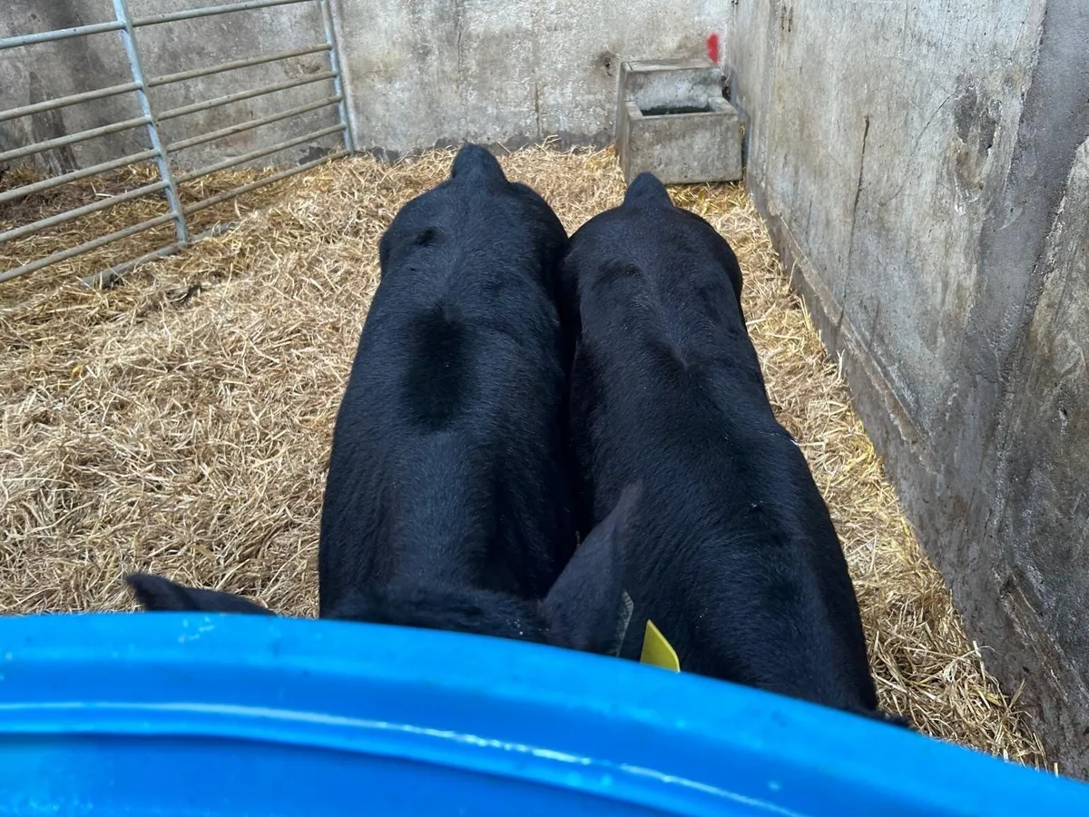 😎🐄😎CLONES MART THURS 19TH JUNE😎🐄😎 - Image 2