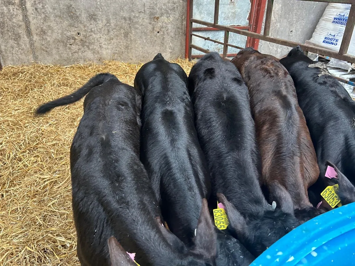 😎🐄😎CLONES MART THURS 19TH JUNE😎🐄😎 - Image 1