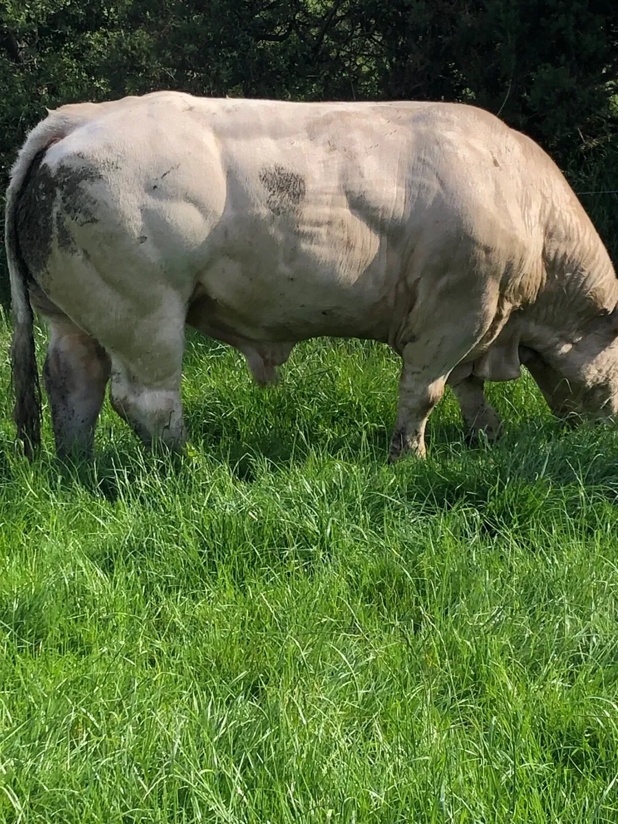 Charolais bull - Image 1