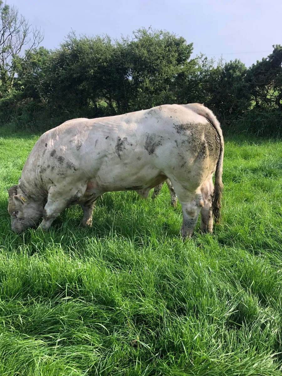 Charolais bull - Image 3