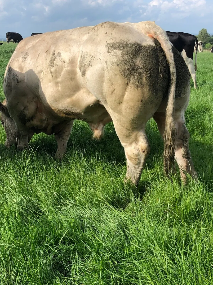 Charolais bull - Image 4