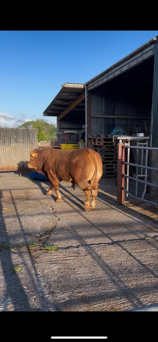 Pedigree limousin bull - Image 2