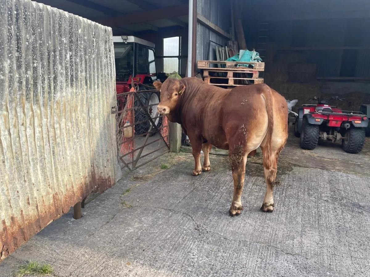 Pedigree limousin bull - Image 3