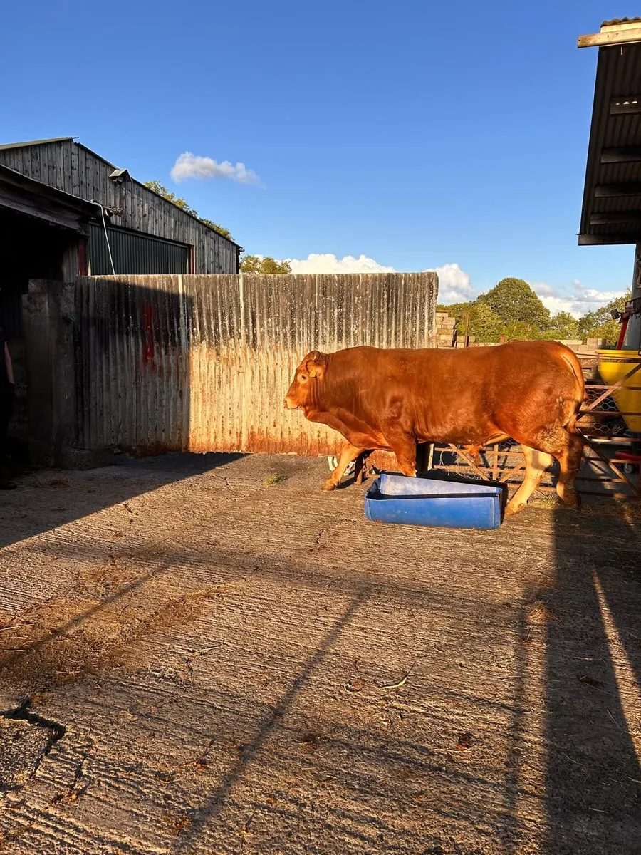 Pedigree limousin bull - Image 1