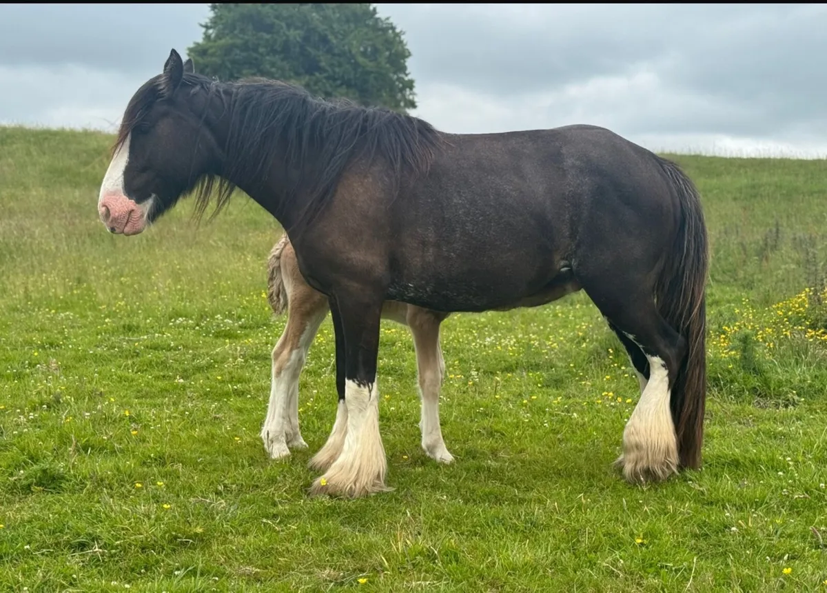 Mare & foal - Image 1