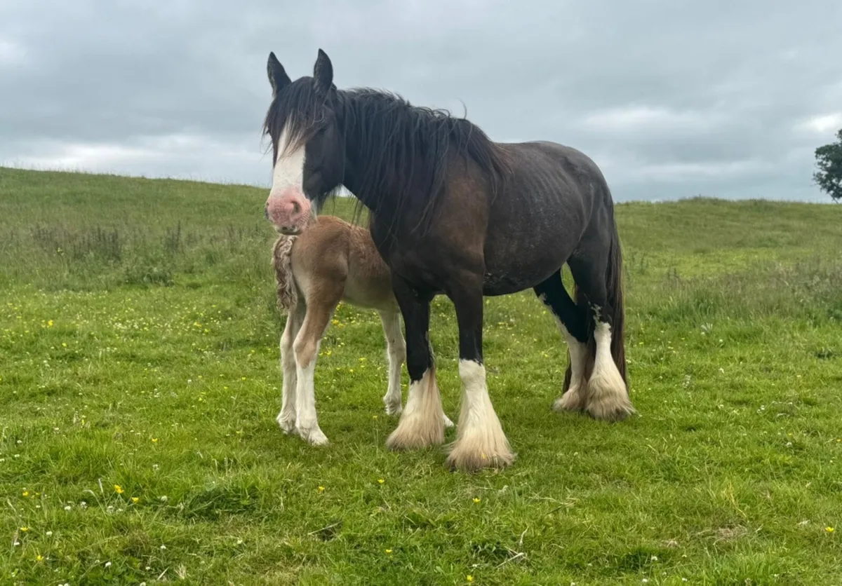Mare & foal - Image 2