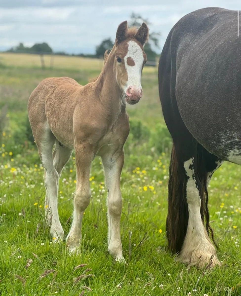 Mare & foal - Image 3