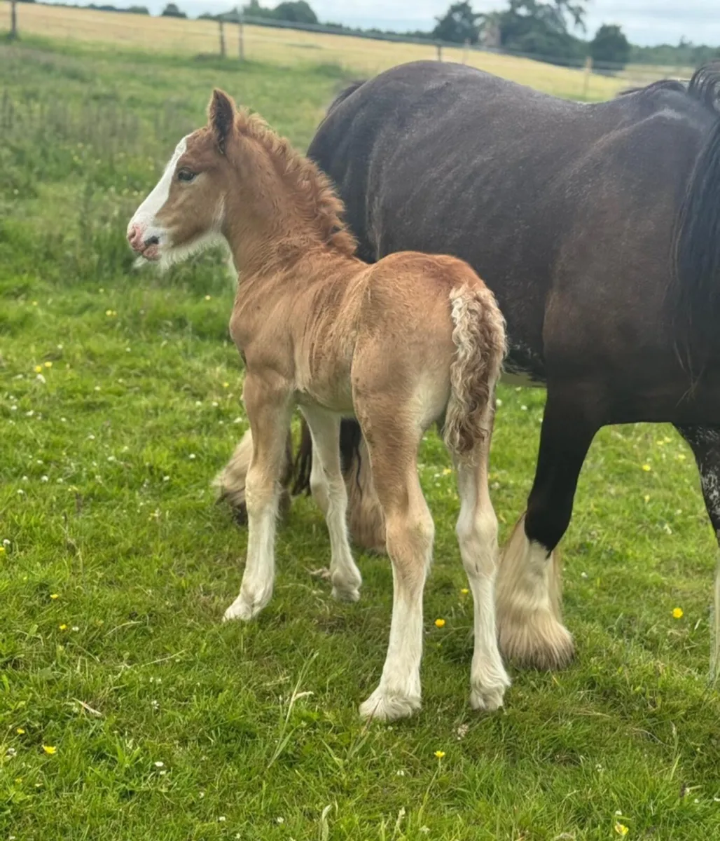 Mare & foal - Image 4