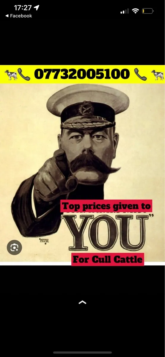 CULL CATTLE - Image 1