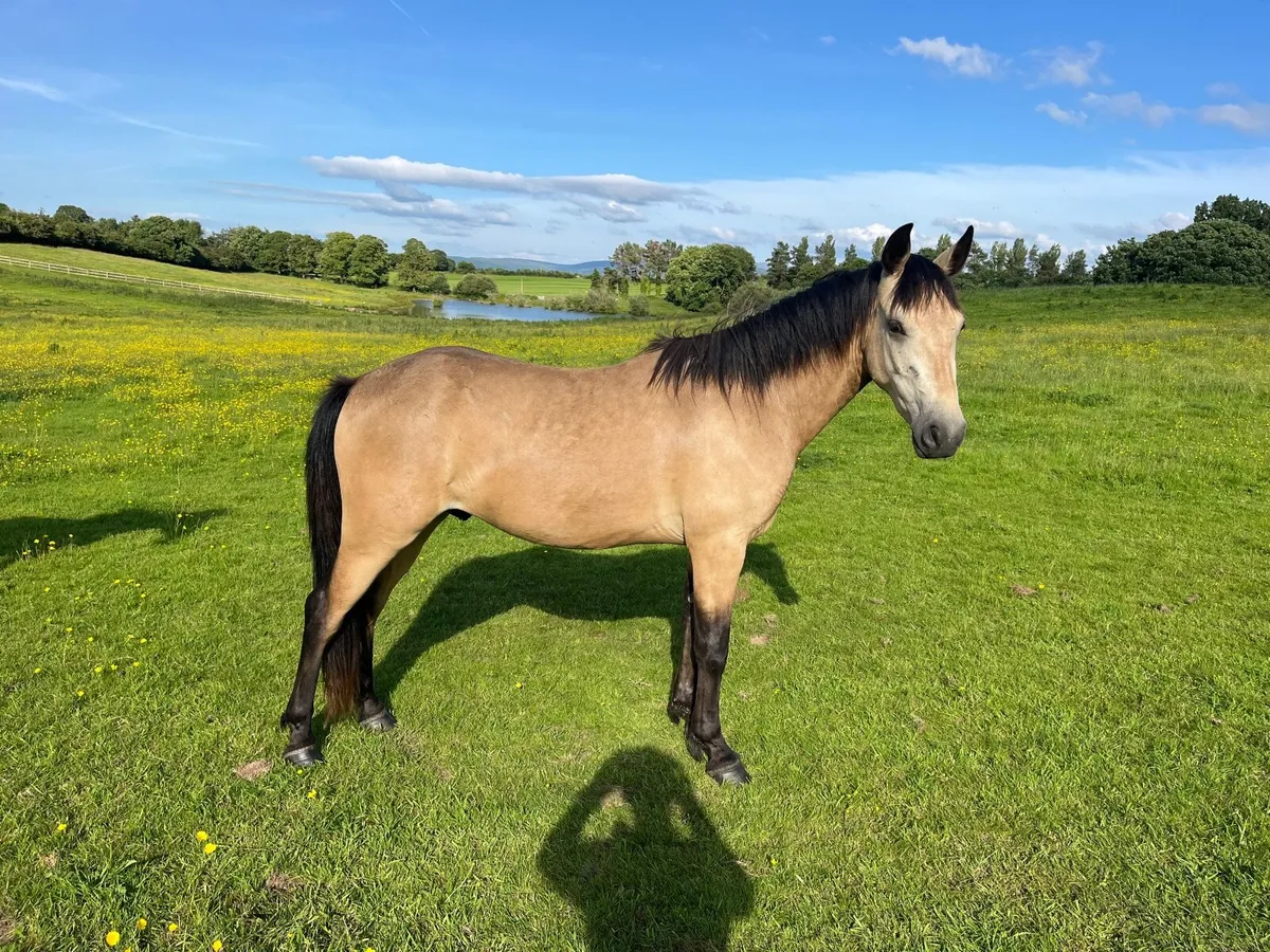 3 year old Dun Connemara Gelding - Image 2