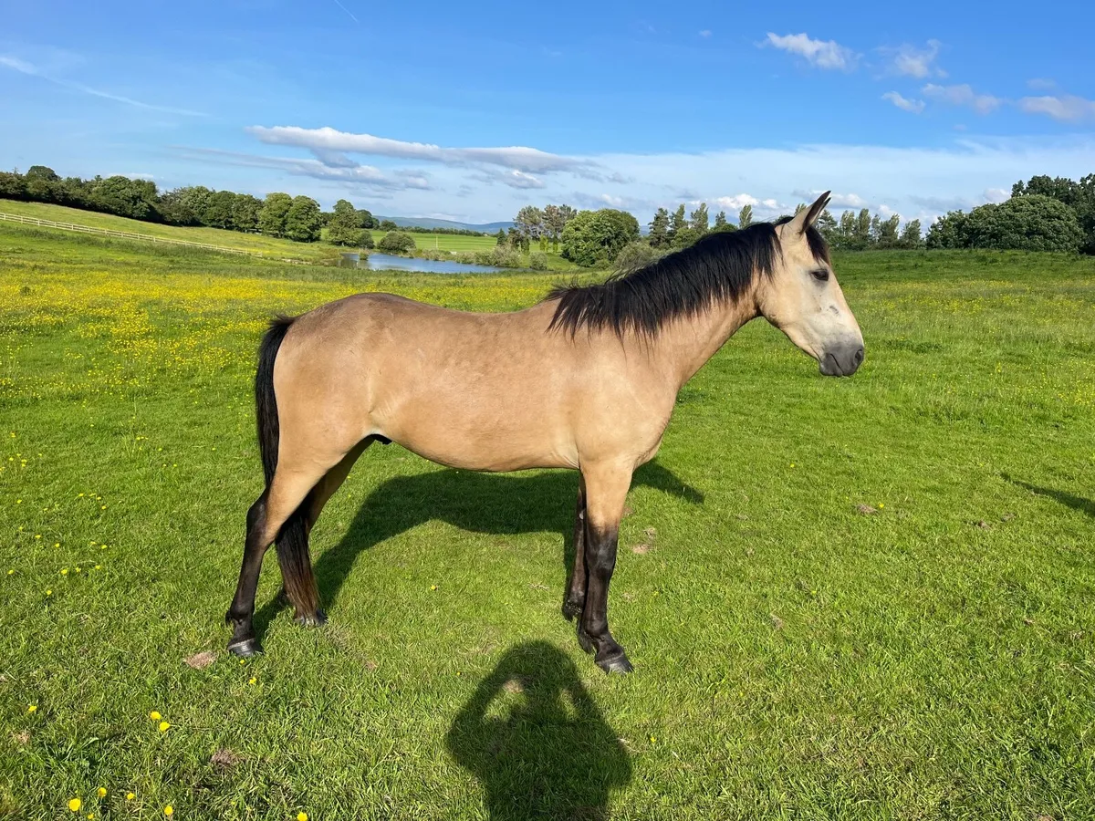 3 year old Dun Connemara Gelding - Image 3