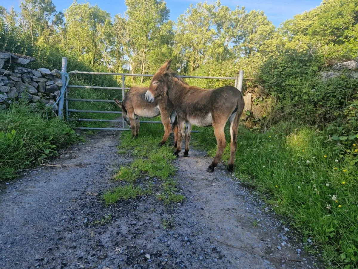 2 Mare Donkeys - Image 1