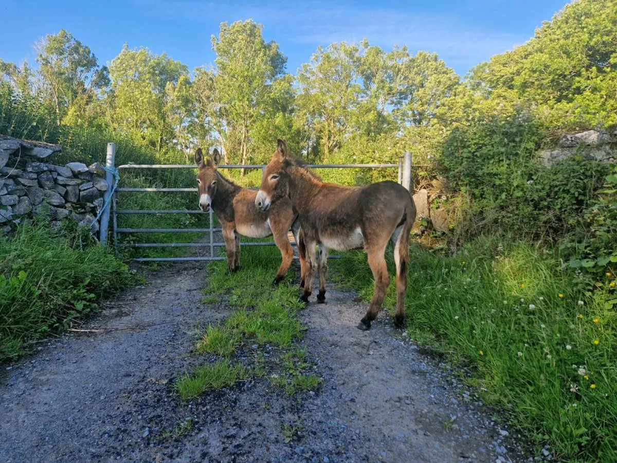 2 Mare Donkeys - Image 2