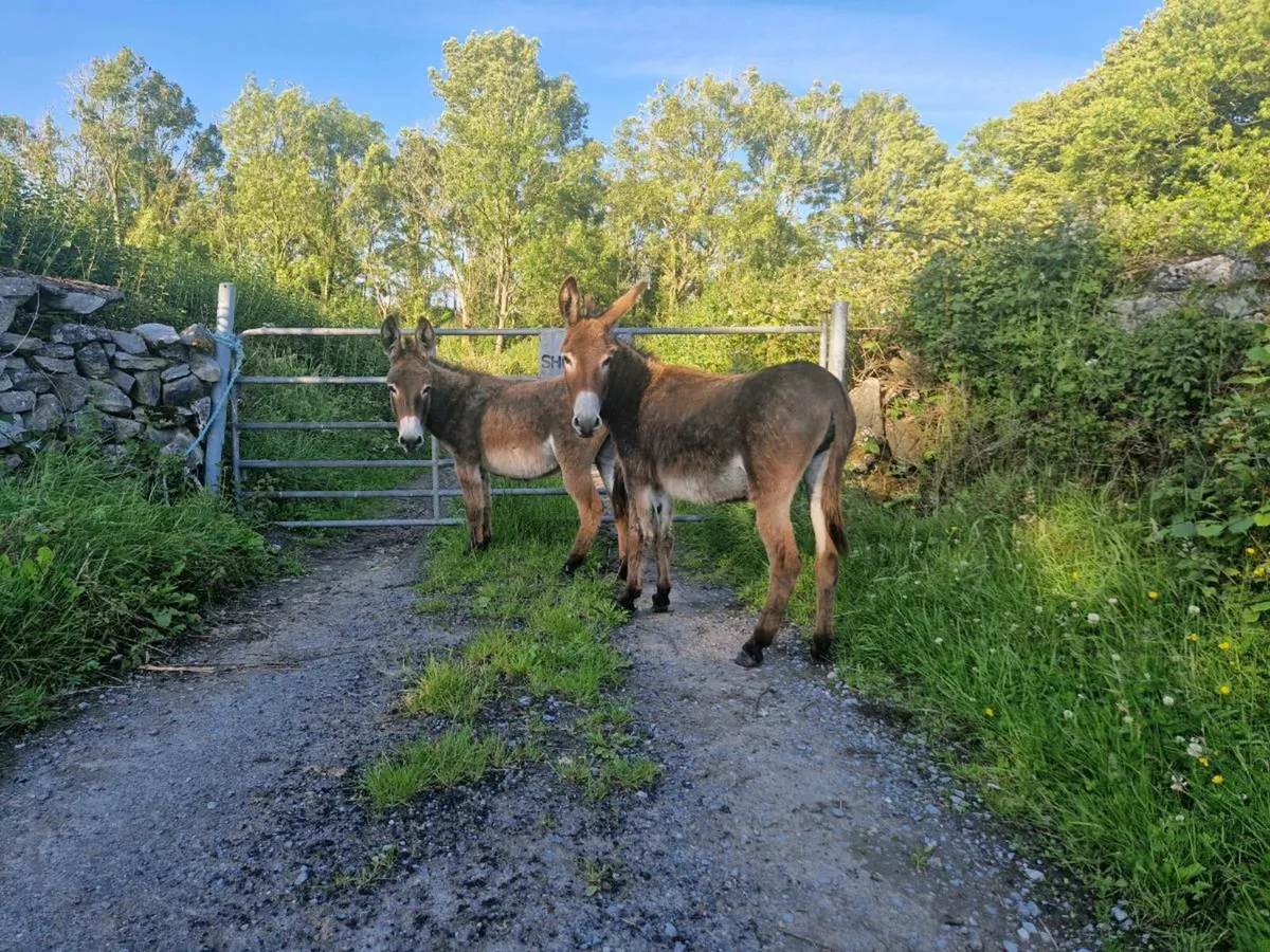 2 Mare Donkeys - Image 3