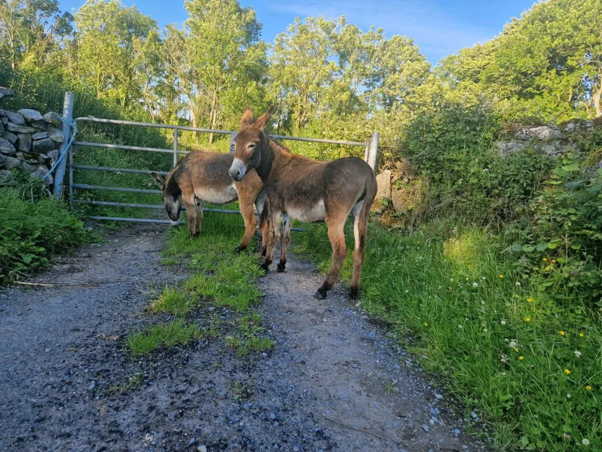 2 Mare Donkeys - Image 4