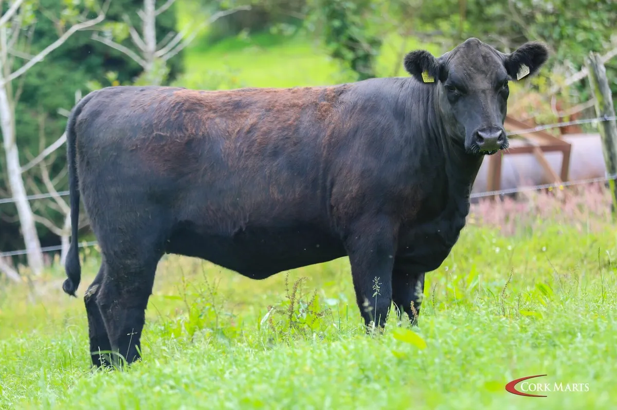 Pedigree Aberdeen Angus heifers - Image 1
