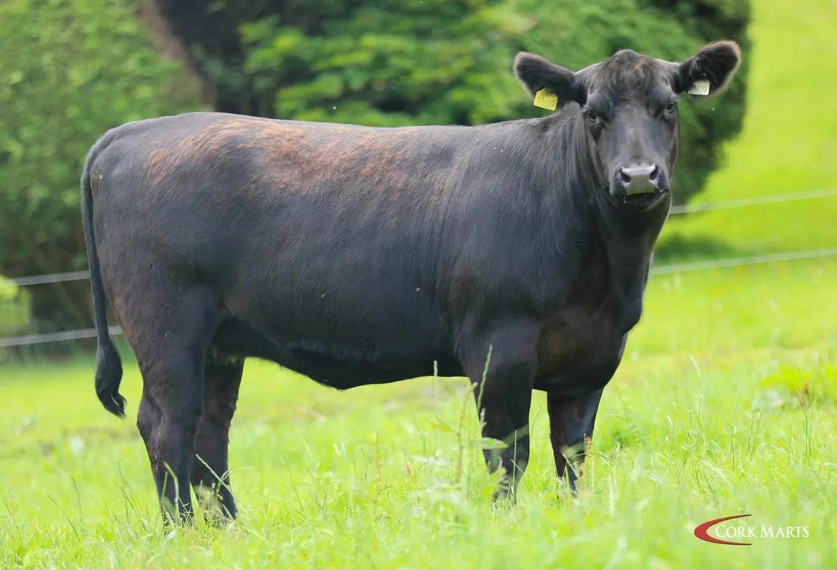 Pedigree Aberdeen Angus heifers - Image 2