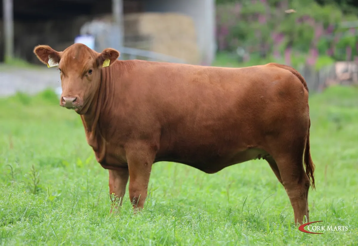 Pedigree Aberdeen Angus heifers - Image 3