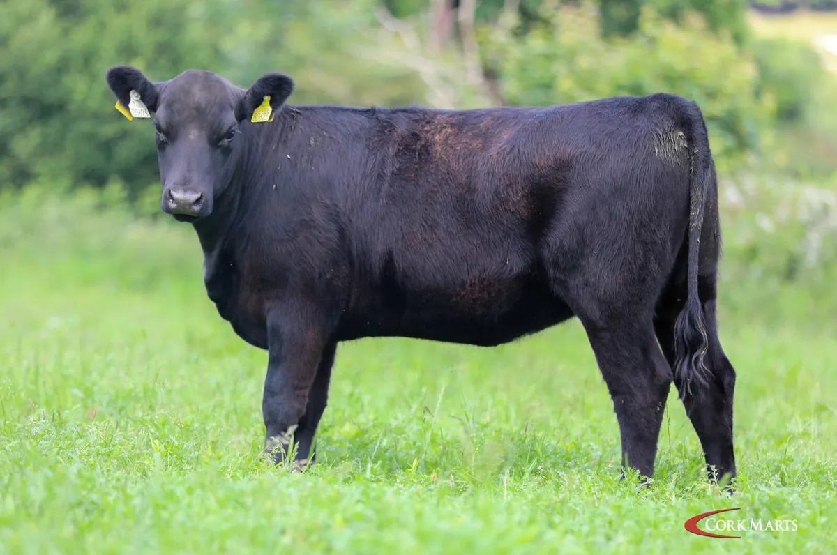 Pedigree Aberdeen Angus heifers - Image 4