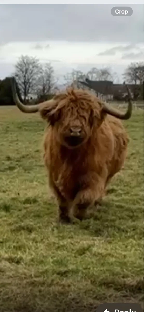 CULL CATTLE - Image 2