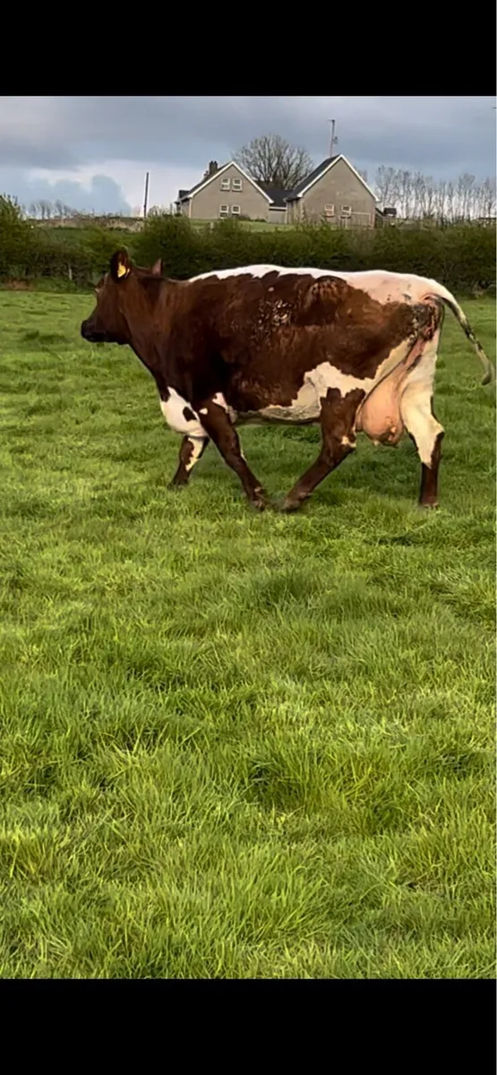CULL CATTLE - Image 3