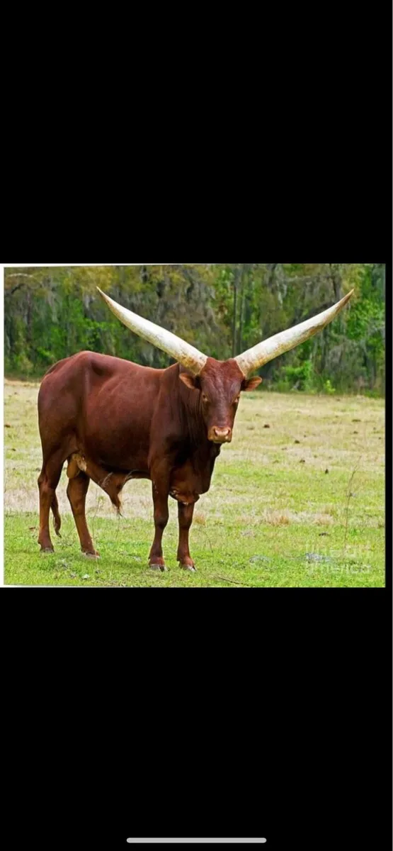 CULL CATTLE - Image 4