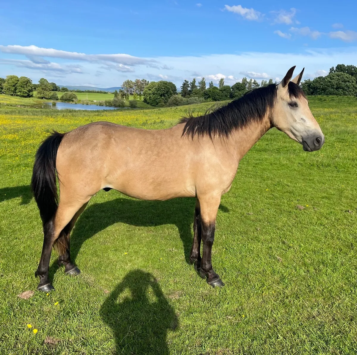 3 year old Dun Connemara Gelding - Image 4