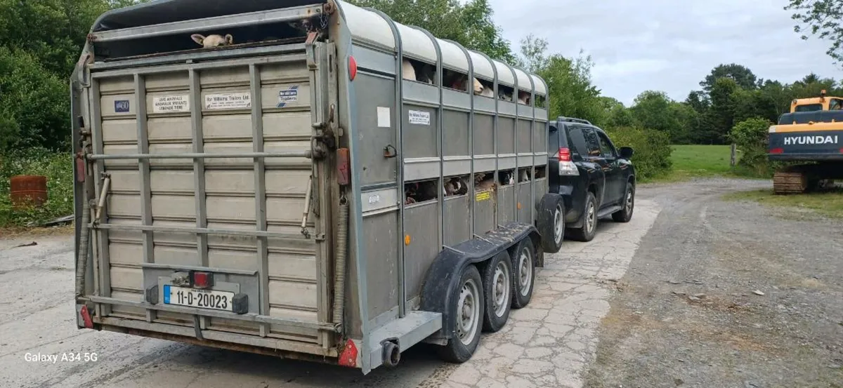 14 ft Ifor Williams Sheep Trailer - Image 2