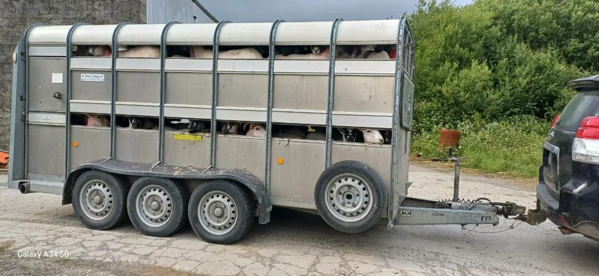 14 ft Ifor Williams Sheep Trailer - Image 3