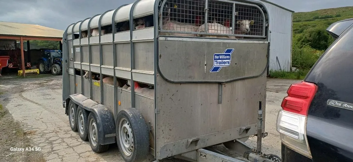 14 ft Ifor Williams Sheep Trailer - Image 4