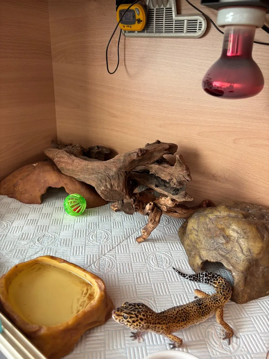 Leopard gecko - Image 2