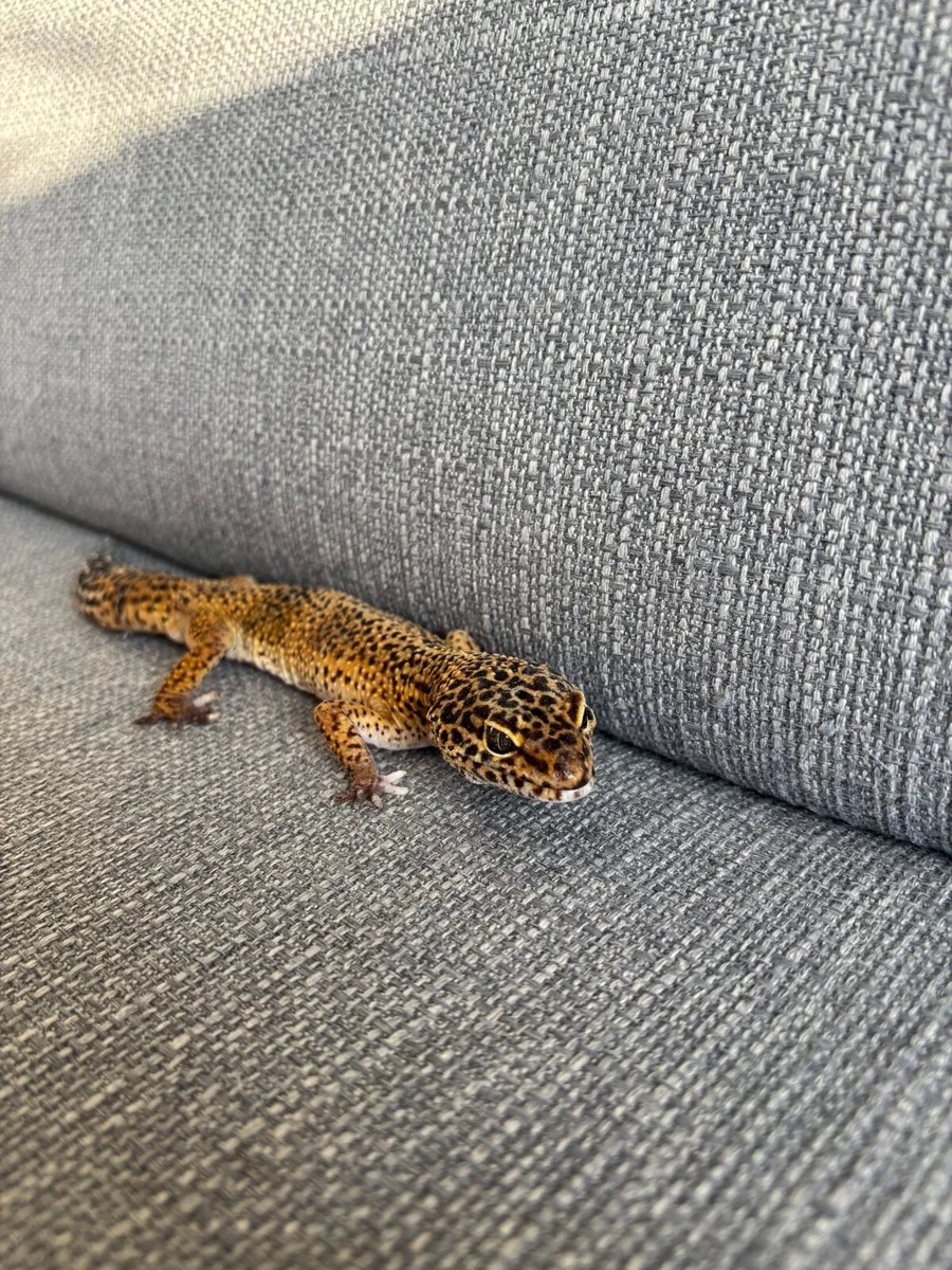Leopard gecko - Image 3